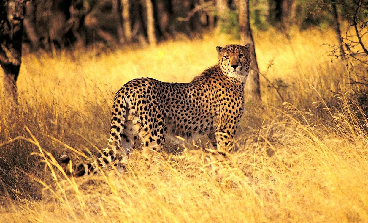 H.A.R.T. Specialists cheetah photo