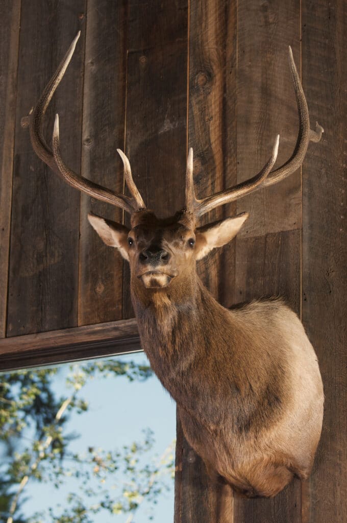Mounted elk Stag Head on Cabin Wall next to a window