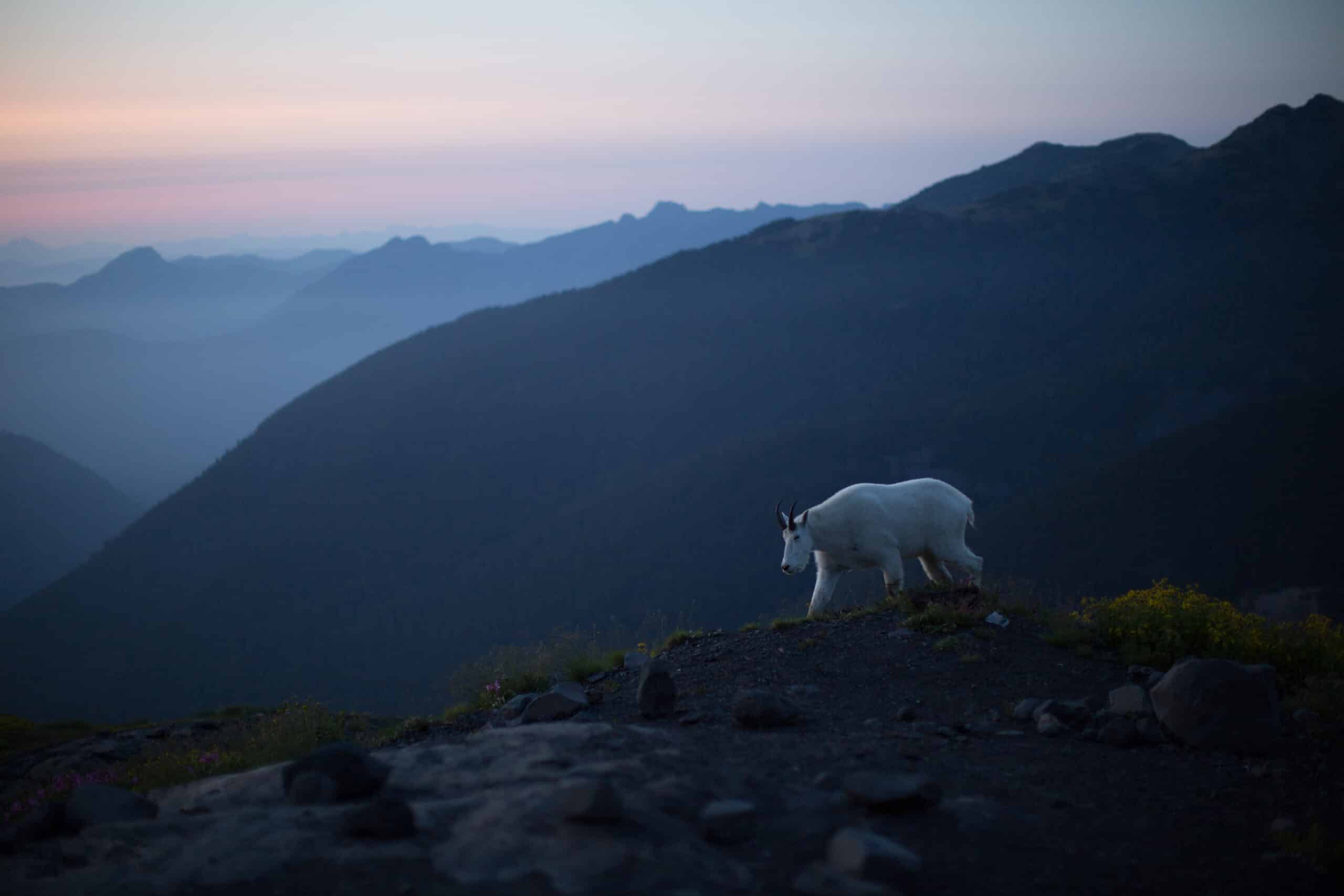 A white rocky mountain goat at Mt. Baker-Snoqualmie National For