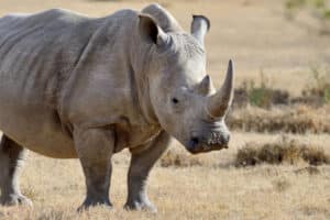 photo rhino on savannah