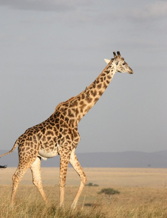 animal, giraffe, mammal-171318.jpg